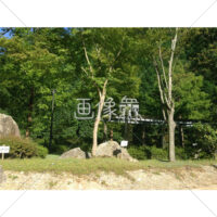 公園内の木の写真