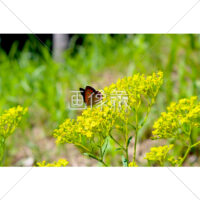 花にとまる蝶の写真