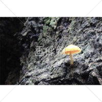 崖にそびえるキノコの写真