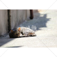 日向ぼっこをするネコの写真