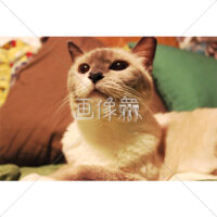 1点を見つめるネコの写真