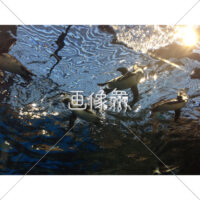 ペンギンが泳ぐ写真
