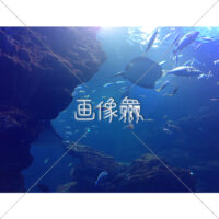 海中の(2)写真