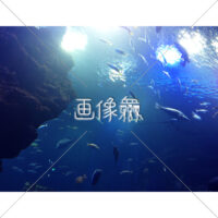 海中の(3)写真