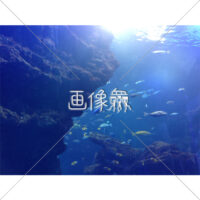 海中の(4)写真