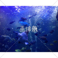 海中の(5)写真