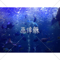 海中の(6)写真