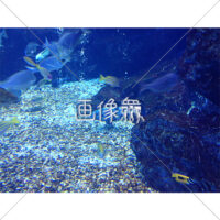 海中の(8)写真
