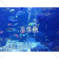 海中の(9)写真