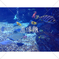海中の(11)写真