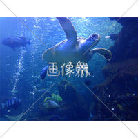 海中の(12)写真