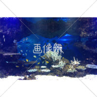 海中の(16)写真