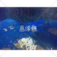 海中の(17)写真
