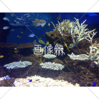 海中の(18)写真