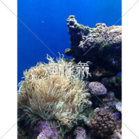 海中の(20)写真