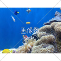 海中の(24)写真
