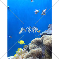 海中の(25)写真