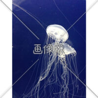 クラゲの(6)写真
