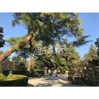 晴天の兼六園の写真素材(1)