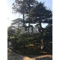 晴天の兼六園の写真素材(7)