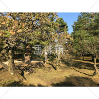 晴天の兼六園の写真素材(10)