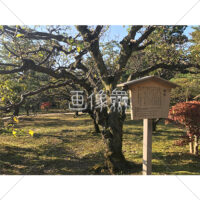 晴天の兼六園の写真素材(13)