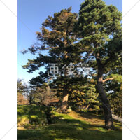 晴天の兼六園の写真素材(24)
