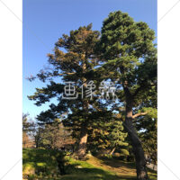 晴天の兼六園の写真素材(25)