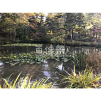 晴天の兼六園の写真素材(56)