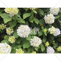 白いあじさいの写真素材