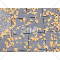 散らばるイチョウの無料写真素材