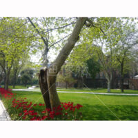 トルコの緑多い風景の写真