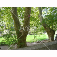 フランスのコート・ダジュールの風景(4)写真