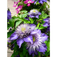 クレマチスの写真