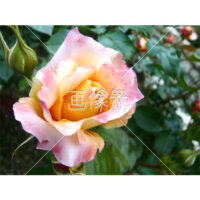 オレンジバラの写真