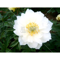 シャクヤクの(2)写真