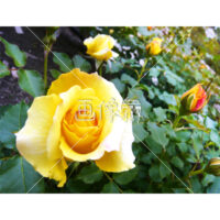 黄色バラの写真