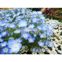 ネモフィラの(1)写真