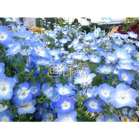 ネモフィラの(2)写真