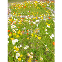 アイスランドポピーの(1)写真