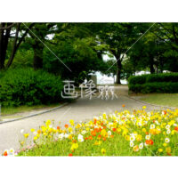 アイスランドポピーの(2)写真