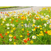 アイスランドポピーの(3)写真