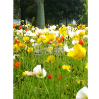 アイスランドポピーの(5)写真