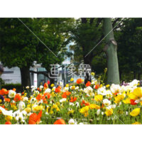 アイスランドポピーの(6)写真