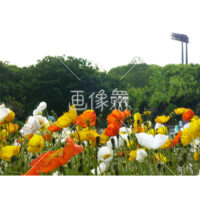 アイスランドポピーの(7)写真