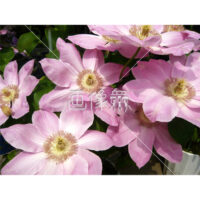 クレマチスピンクの写真