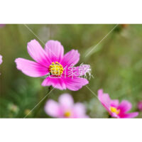 ピンクコスモスの(1)写真