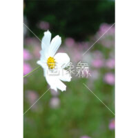 ホワイトコスモスの写真