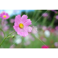 ピンクコスモスの(2)写真