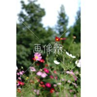 ピンクコスモスの(4)写真